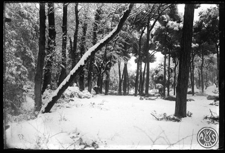 Bosc de Can Feu nevat. Sabadell