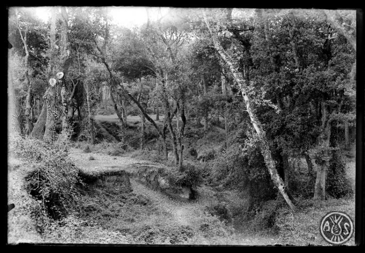 Bosc de Can Feu. Sabadell