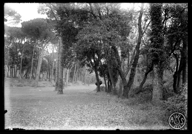 Bosc de Can Feu. Sabadell