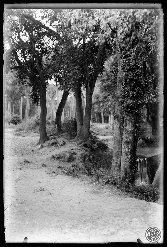 Bosc de Can Feu. Sabadell