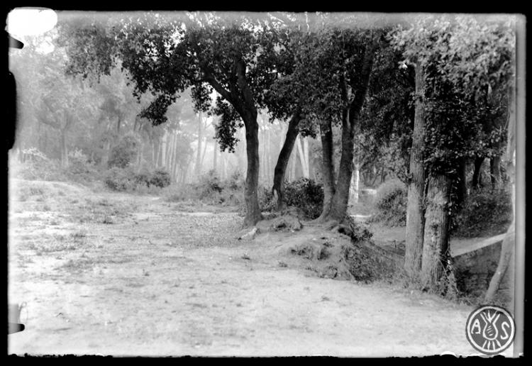 Bosc de Can Feu. Sabadell