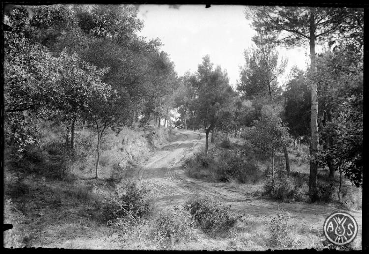 Camí rodat a l'interior del bosc de Can Feu. Sabadell