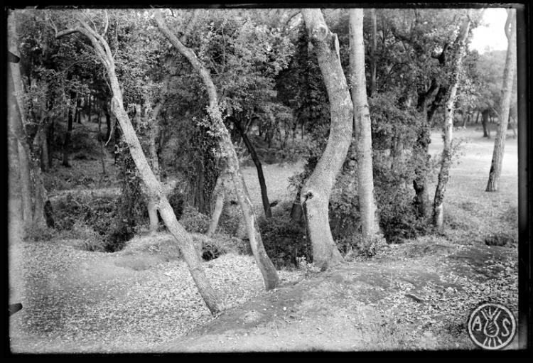 Interior del bosc de Can Feu. Sabadell