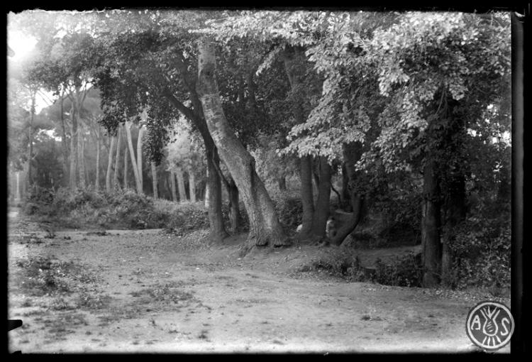 Bosc de Can Feu, damunt la font. Sabadell