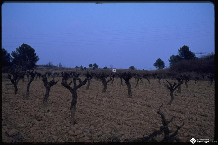Camp de vinyes. 