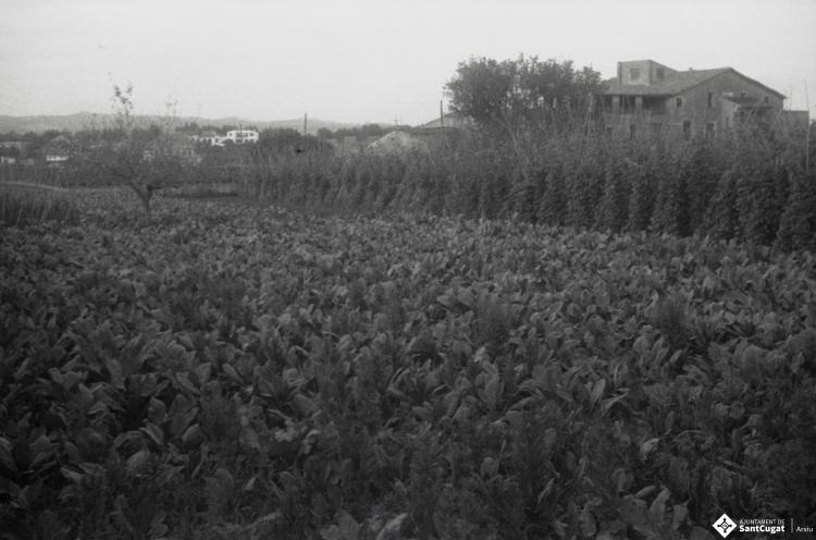 Masia Torreblanca, vistes de l'edifici i dels camps de conreu.
