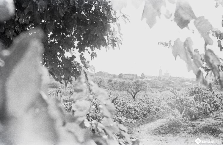 Vistes del Monestir des d'unes vinyes.