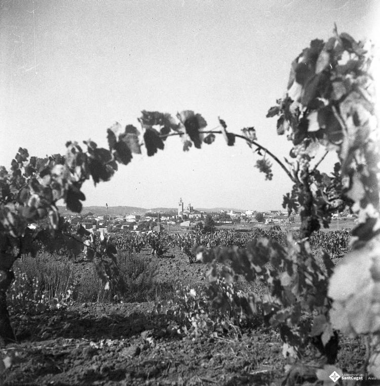 Vistes de Sant Cugat des d'un camp de vinyes a Coll Fava. La vinya i el vi, amb el monestir al fons des dunes vinyes de Coll Favà.