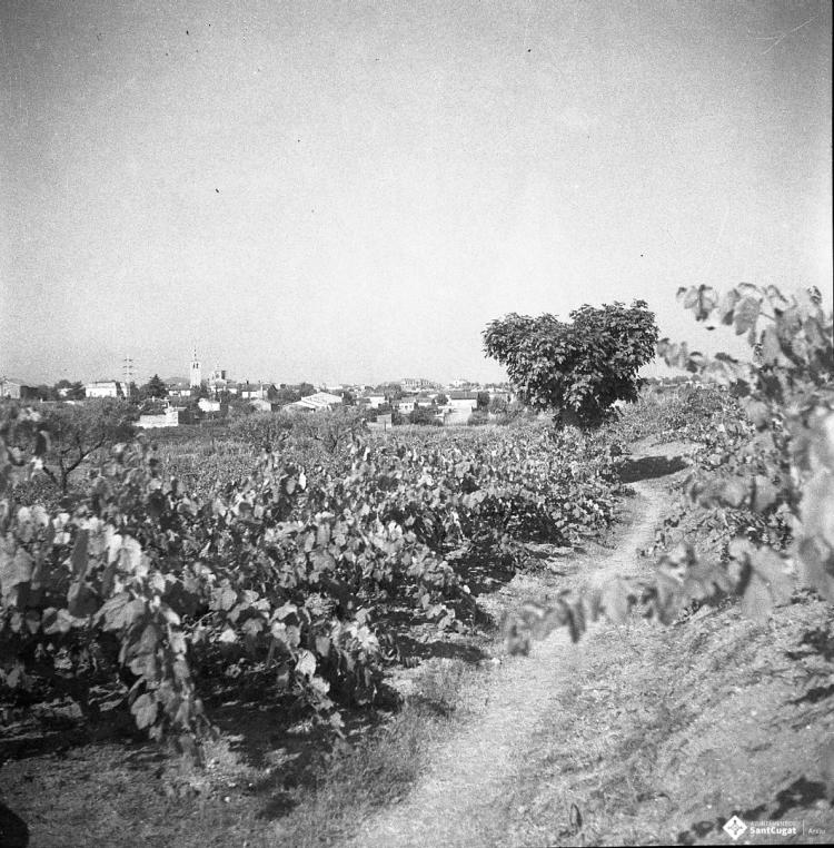 Camp de vinyes amb vistes del Monestir al fons.