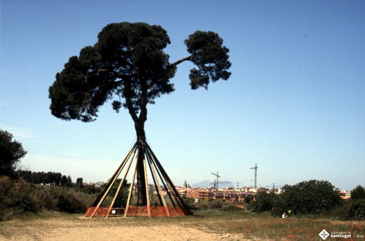 Pi d'en Xandri.