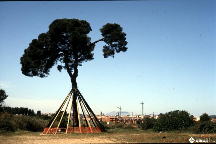 Pi d'en Xandri.