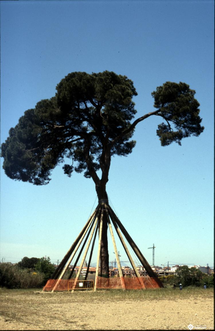 Pi d'en Xandri.