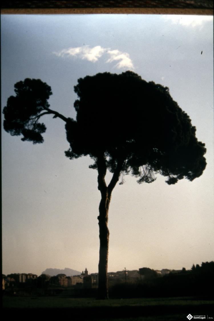 Pi d'en Xandri.