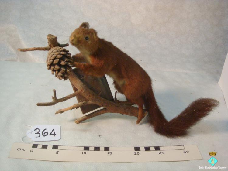 0364-Esquirol dissecat