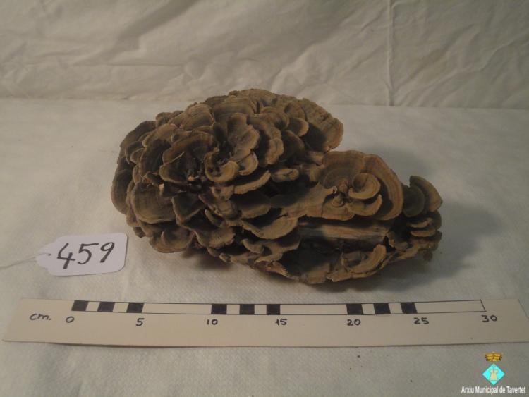0459-Bolet de Soca