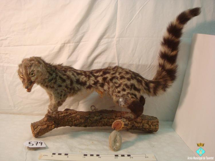 0579-Animal dissecat - geneta