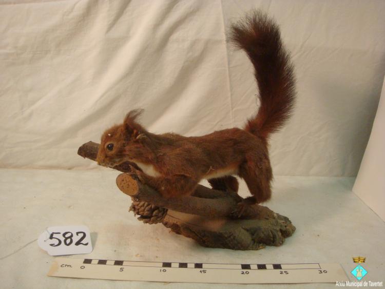 0582-Animal dissecat - esquirol