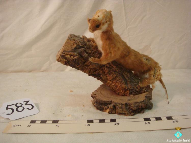 0583-Animal dissecat - mustela