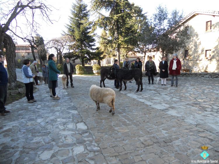 Els animals a la plaça