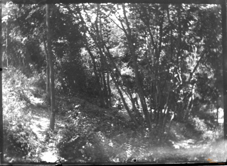 Bosc