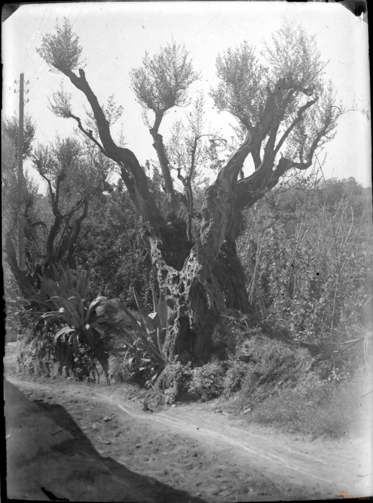 Olivera (camí turó d'en Boscà)
