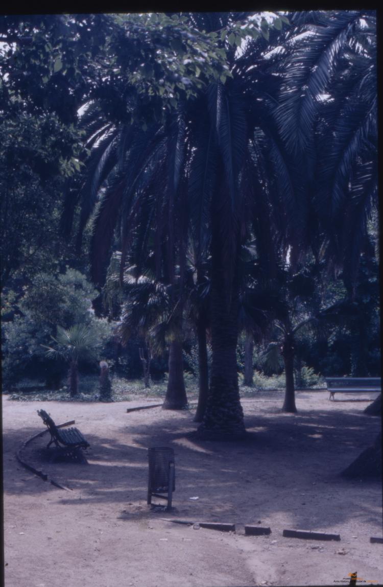 Arbres a la ciutat. Can Solei