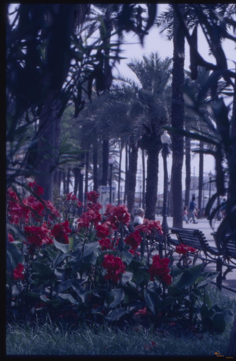 Arbres a la ciutat