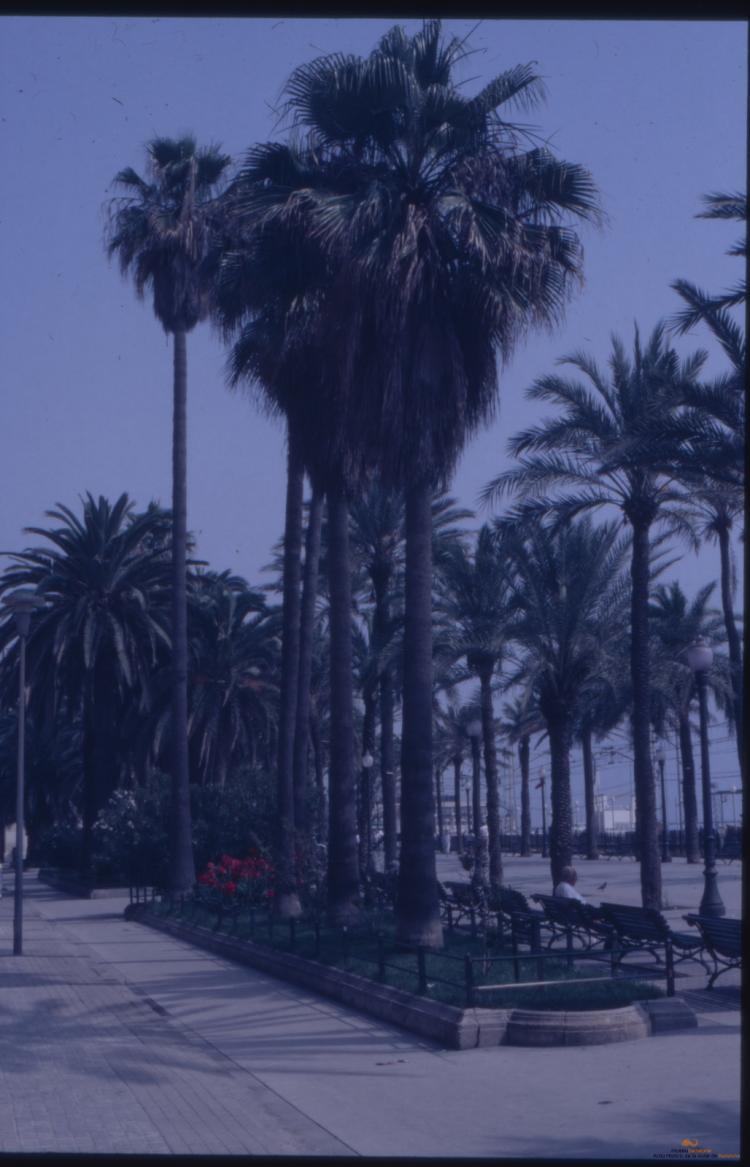 Arbres a la ciutat
