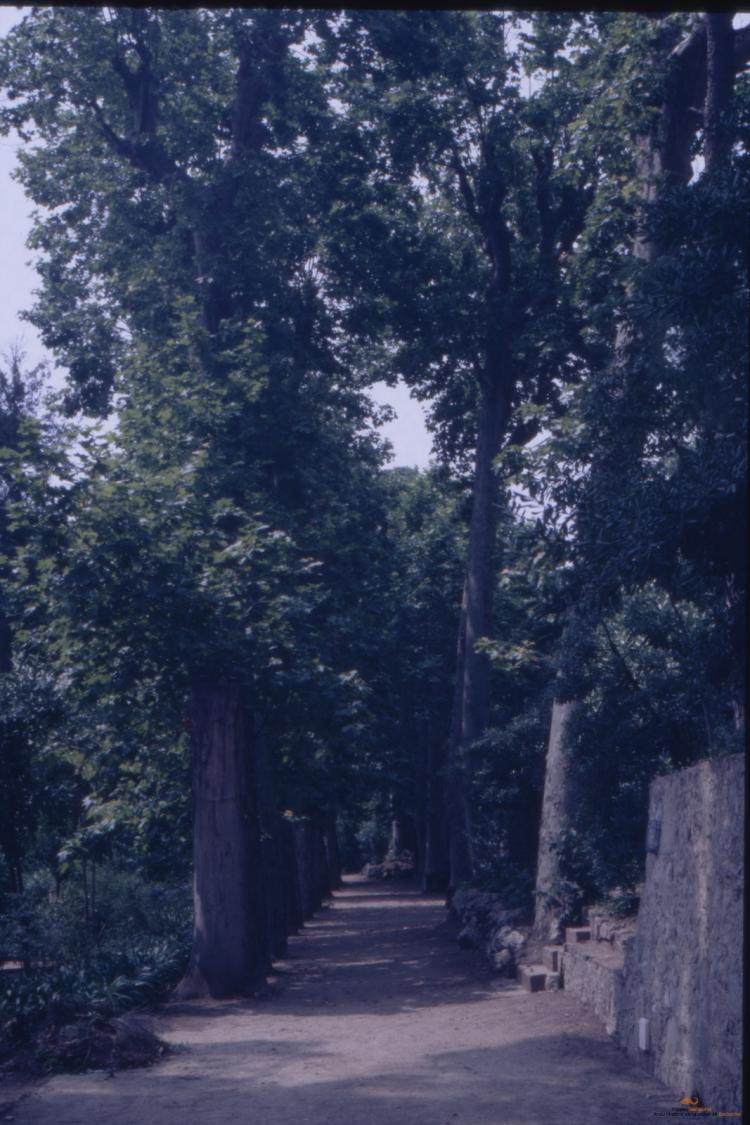 Arbres a la ciutat