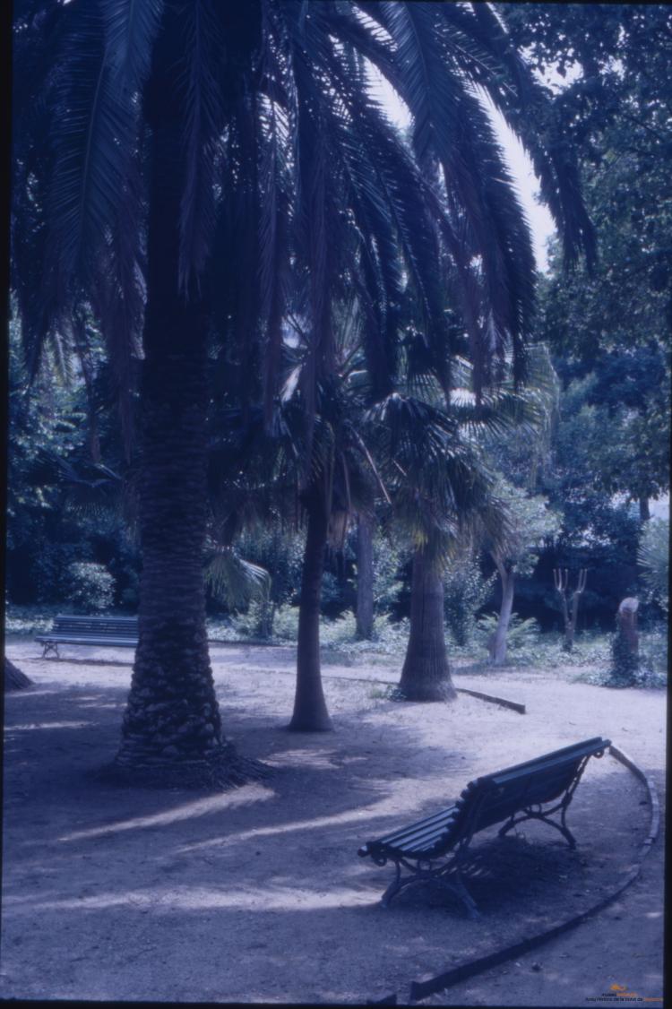 Arbres a la ciutat