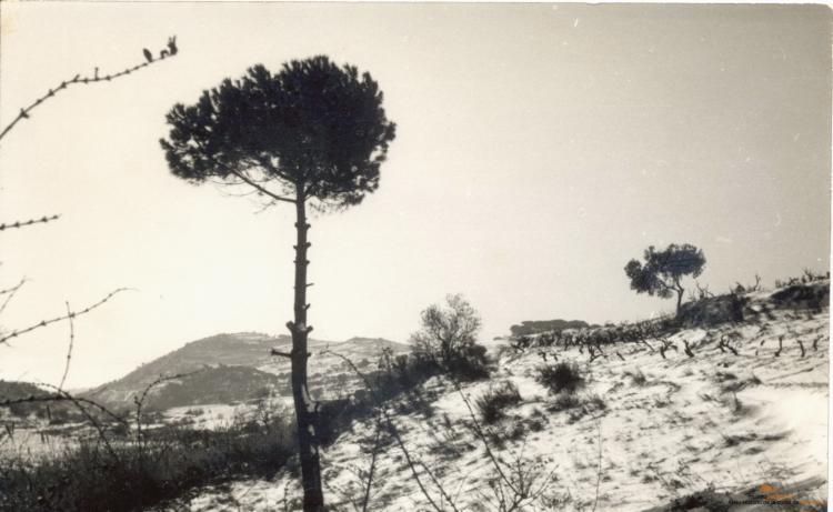 Nevada. Pomar