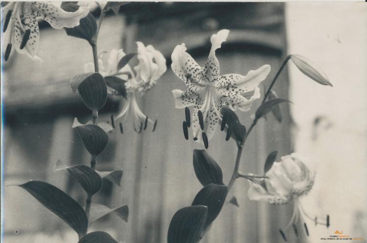 Botànica. Flors