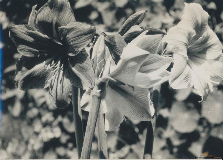 Botànica. Flors