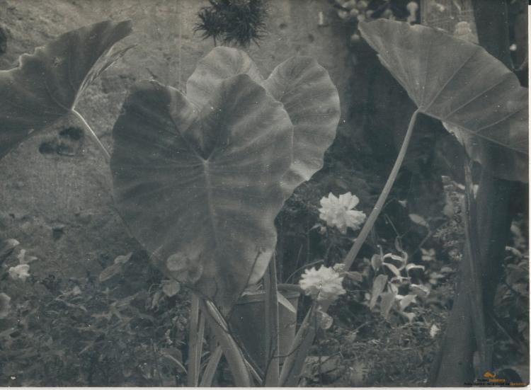 Botànica. Flors