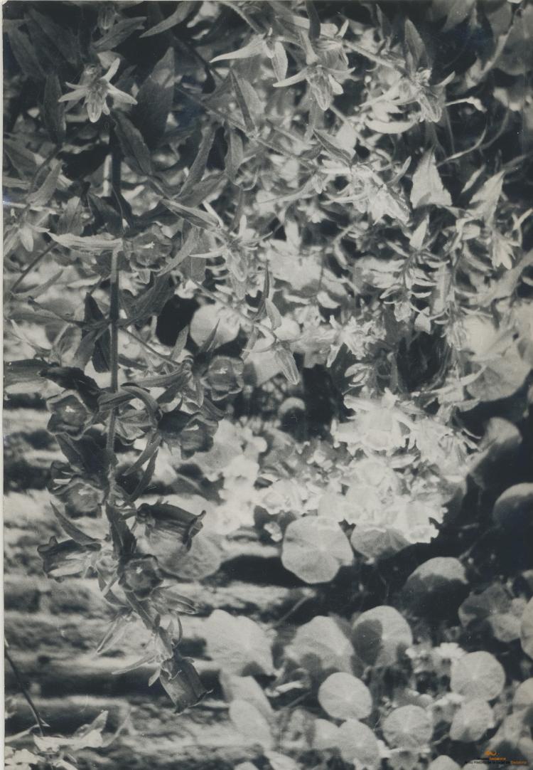 Botànica. Flors