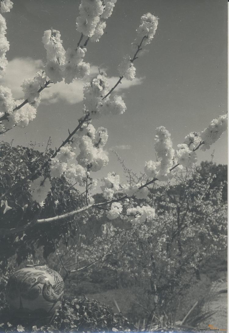 Botànica. Flors