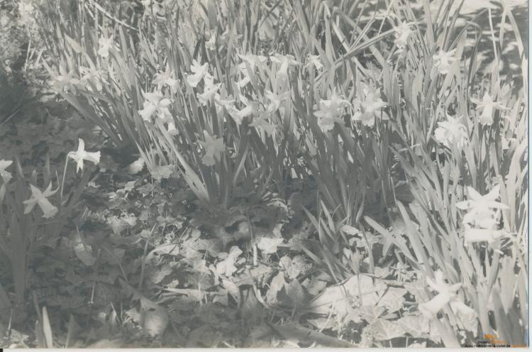 Botànica. Flors