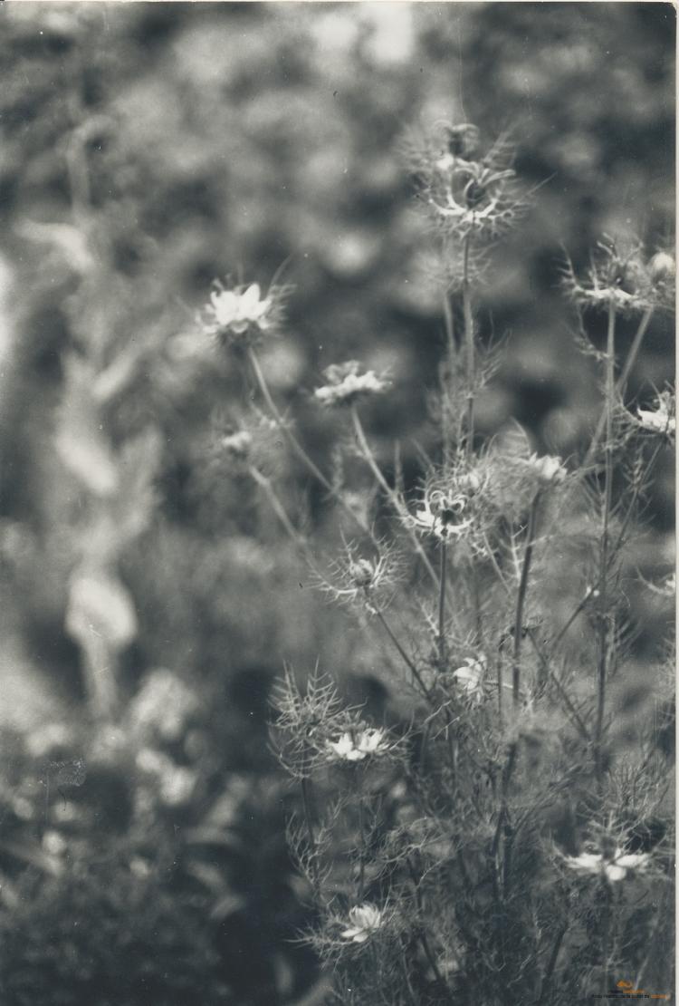 Botànica. Flors