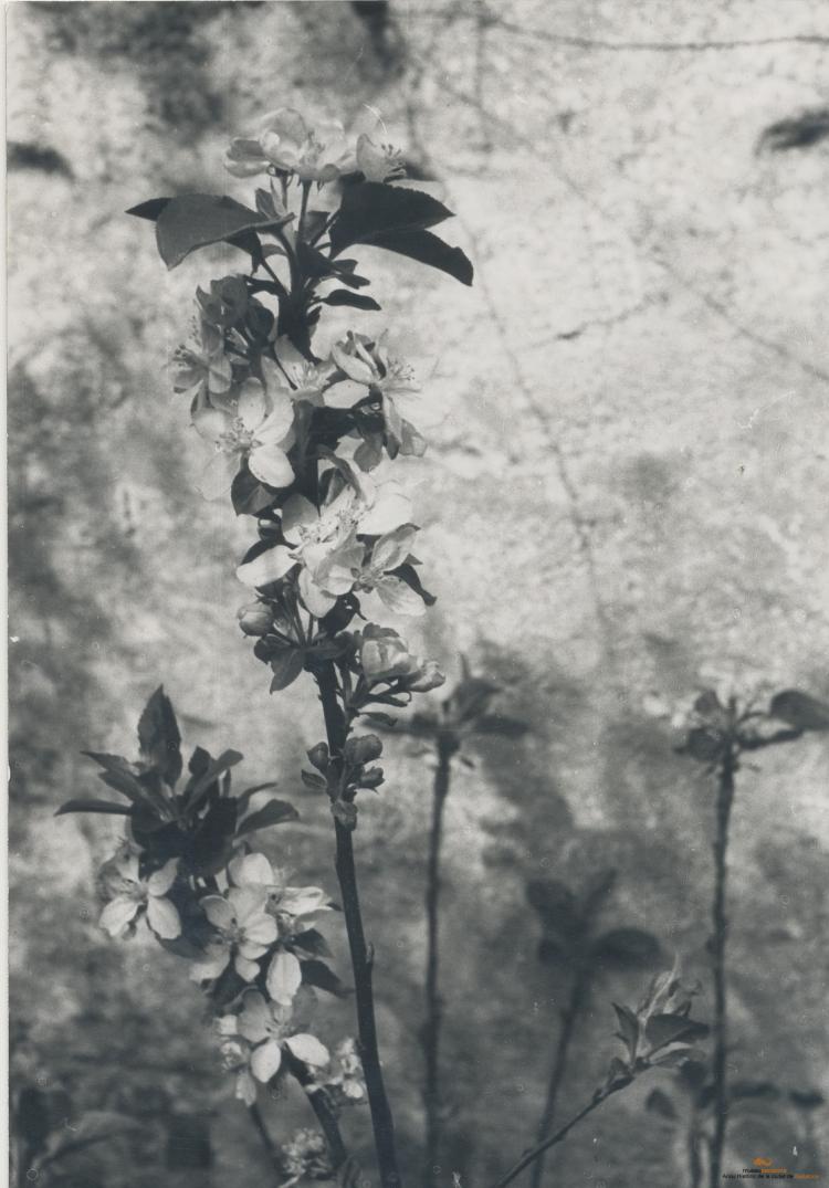 Botànica. Flors