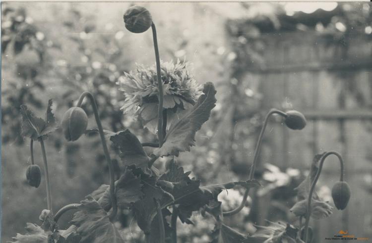 Botànica. Flors