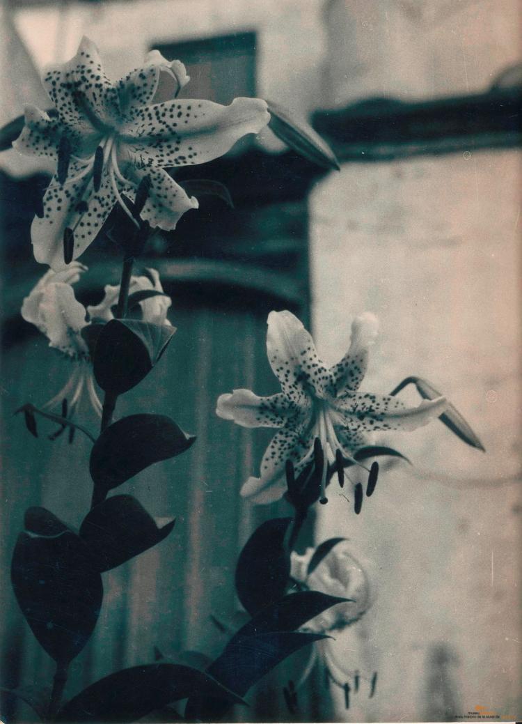 Botànica. Flors