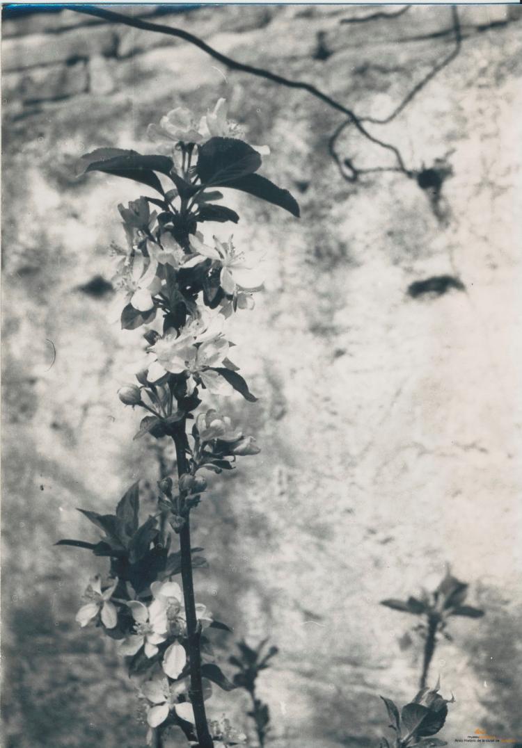 Botànica. Flors