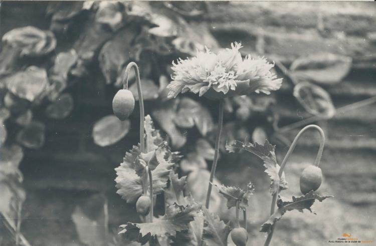 Botànica. Flors