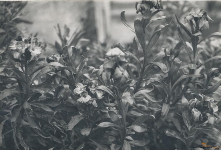 Botànica. Flors
