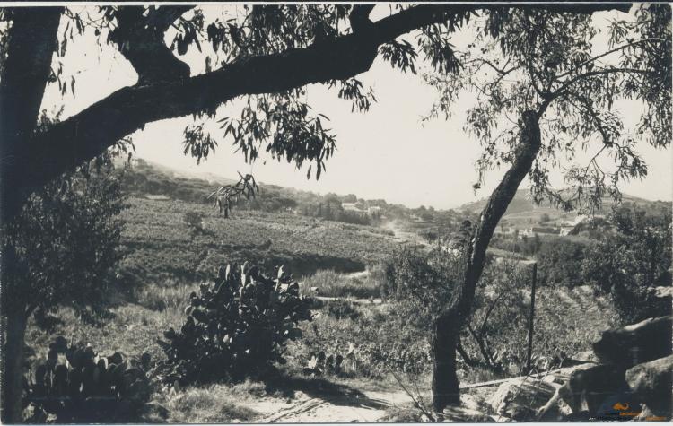 Paisatge. Vinyes