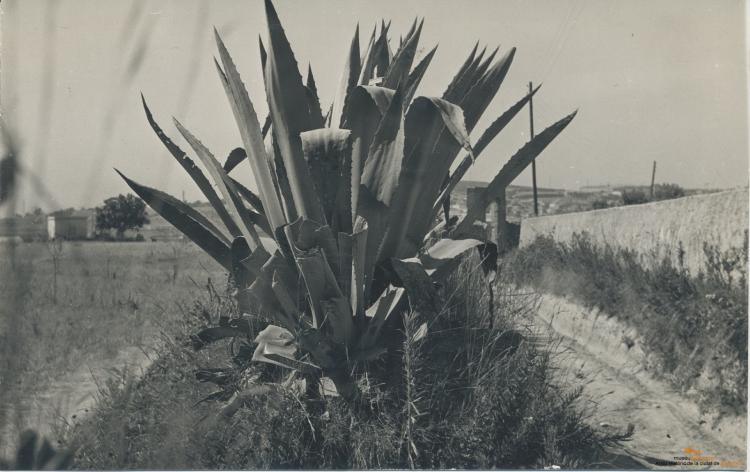 Riera de Sant Joan. Atzavara