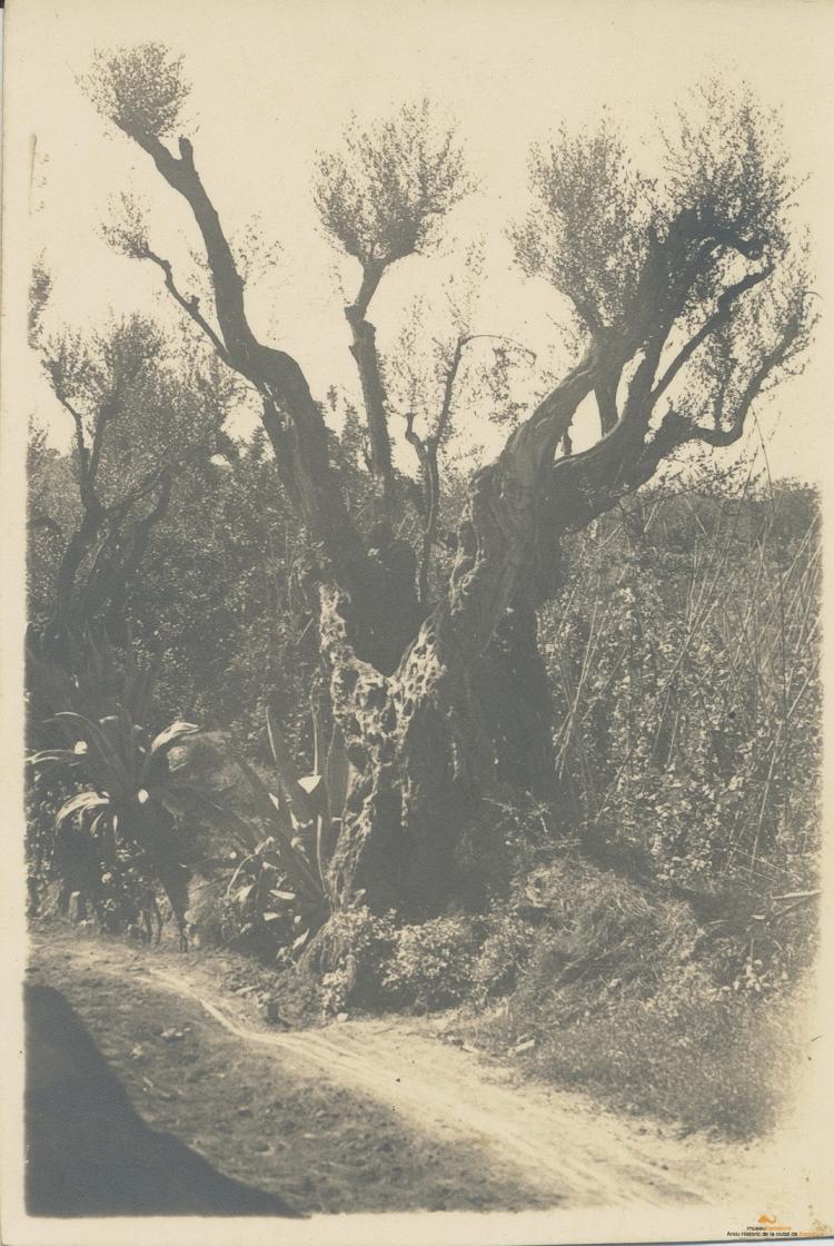 Olivera