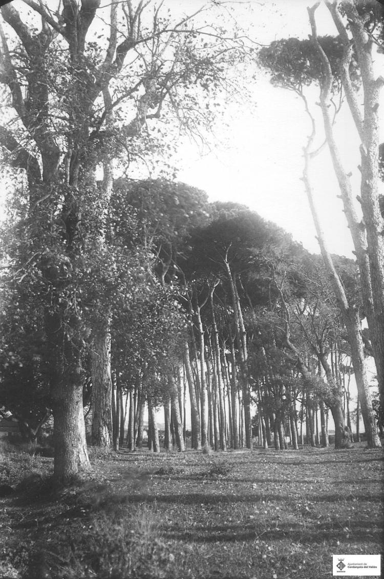 El turonet. Els Pinetons.
