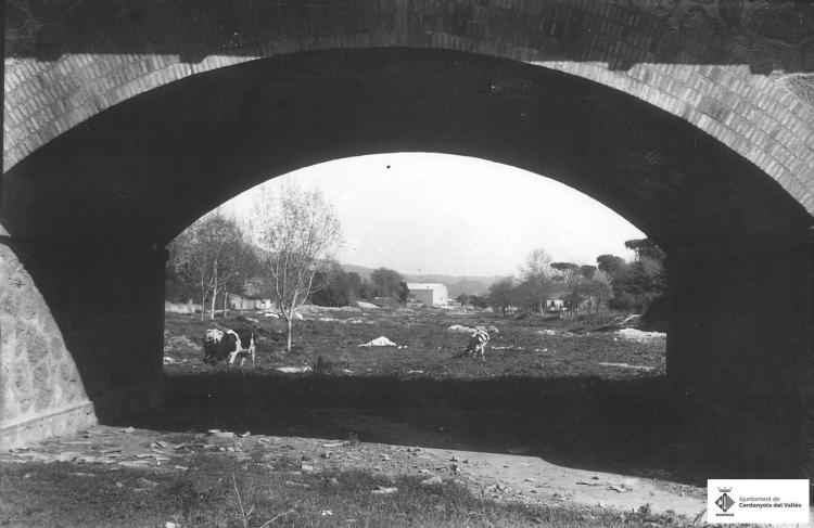 Riu sec. Vaques pasturant. Passeig acàcies. Pont.