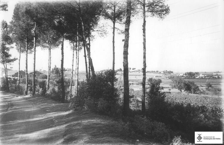 Camí de Can Catà. Pins